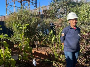 Leia mais sobre o artigo O canteiro é de obra, mas tem hortaliças também